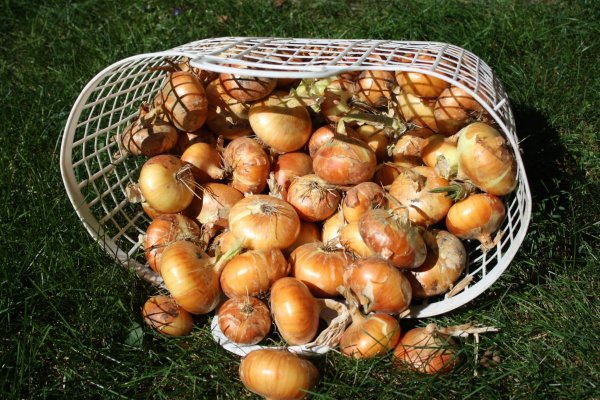 Ссылки на кракена и на мегу
