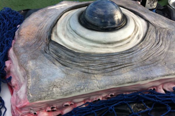 Craken14 at